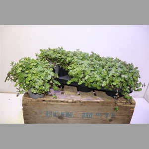 Callisia Repens