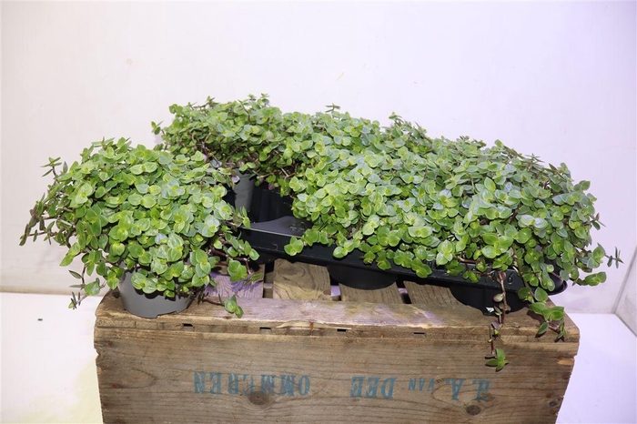 <h4>Callisia Repens</h4>