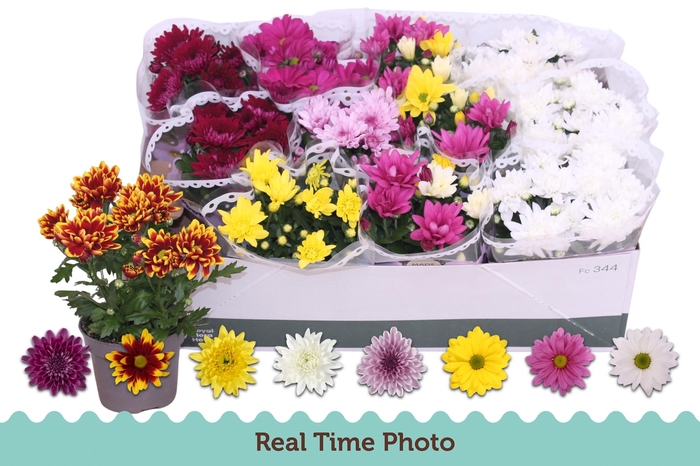 <h4>CHRYS GEM 6 KL</h4>