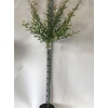 Salix In Hakuro Nish 15 Branches