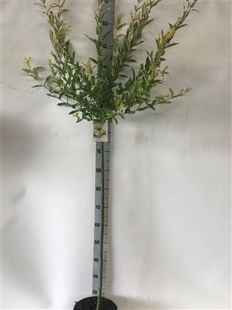 Salix In Hakuro Nish 15 Branches