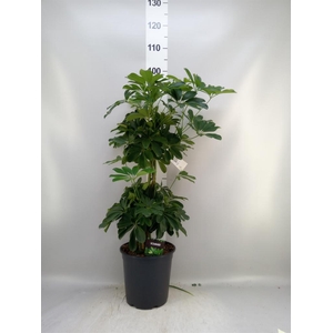 Schefflera arbor. 'Compacta'