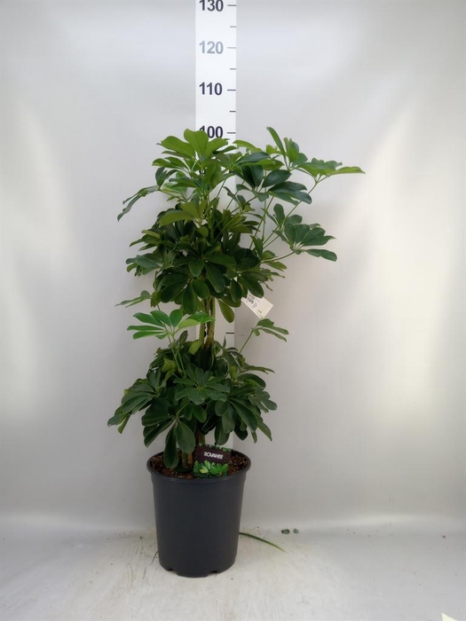 <h4>Schefflera arbor. 'Compacta'</h4>