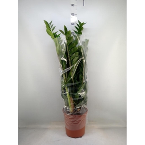 Zamioculcas zamiifolia