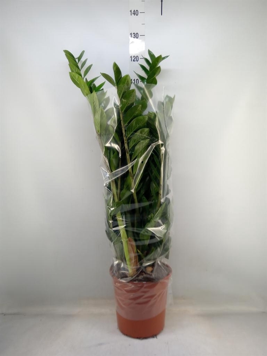 <h4>Zamioculcas zamiifolia</h4>