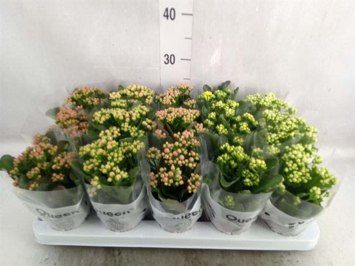 <h4>Kalanchoe blos.   ..rosebud mix  5</h4>