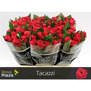R Gr Tacazzi
