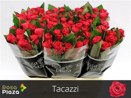 R Gr Tacazzi