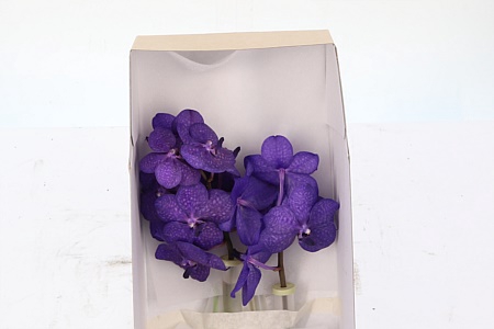 Vanda Tayanee Blue