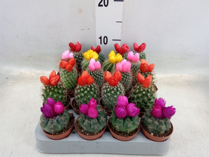 <h4>Cactus   ...decorated</h4>