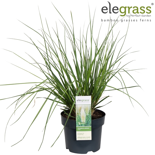 <h4>Cortaderia selloana 'Evita' P19</h4>