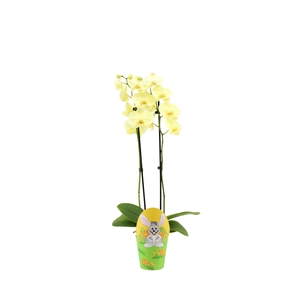 Potcover Easter Phal I Am Yellow 2T14+