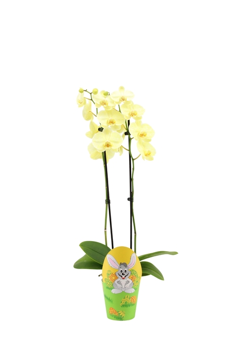 <h4>Potcover Easter Phal I Am Yellow 2T14+</h4>