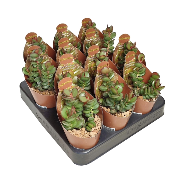 <h4>ADROMISCHUS SUBDISTICHUS - COLLECTION WITH POTCOVER Ø 6,5 (SUCCULENTEN)</h4>