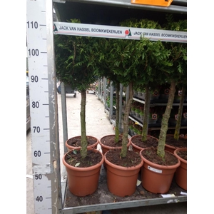 Thuja occid. 'Brabant'