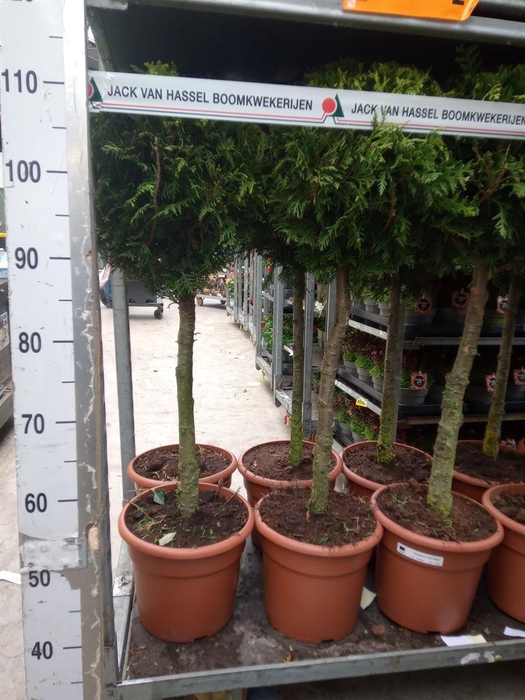 <h4>Thuja occid. 'Brabant'</h4>
