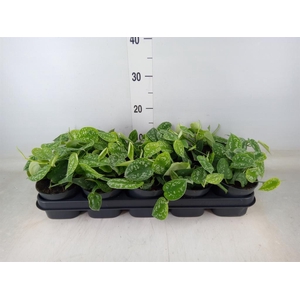 Scindapsus pictus 'Argyraeus'