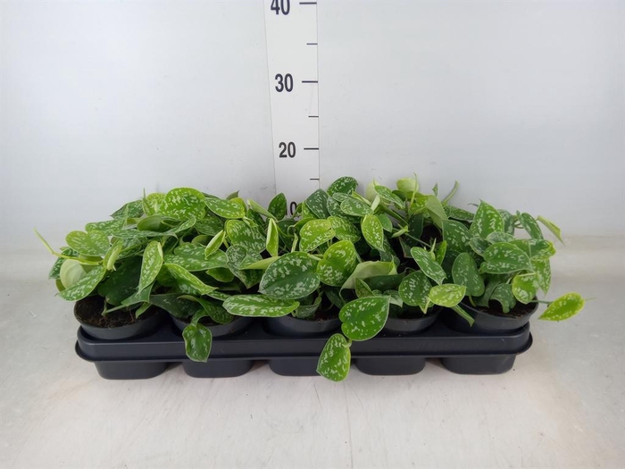 <h4>Scindapsus pictus 'Argyraeus'</h4>