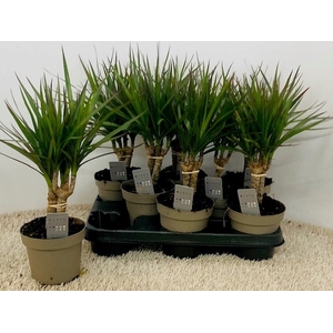 DRA MARGINATA