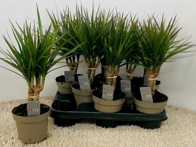 <h4>DRA MARGINATA</h4>