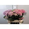Hydr M Mag Amethyst