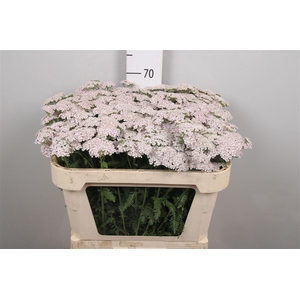Achil M Baby L.pink Beauty