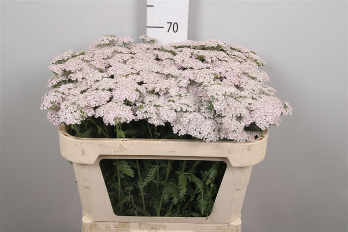 <h4>Achil M Baby L.pink Beauty</h4>