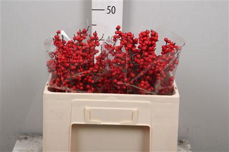 <h4>Ilex Ve Rode Bes</h4>