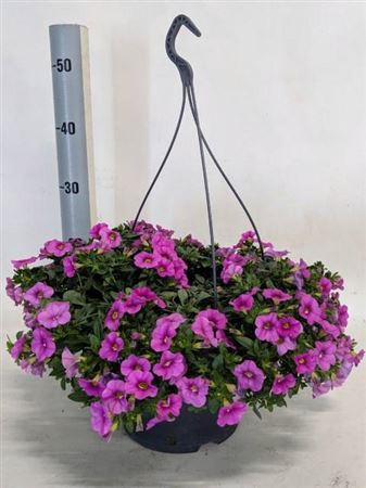 <h4>Calib Minif Pink</h4>