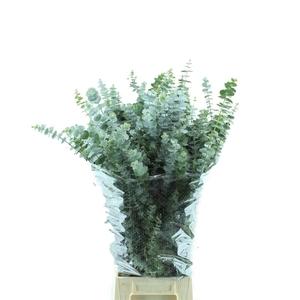 EUCALYPTUS  'BABY BLUE'
