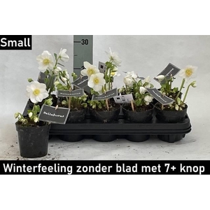 HELL NI WINTER FLEUR