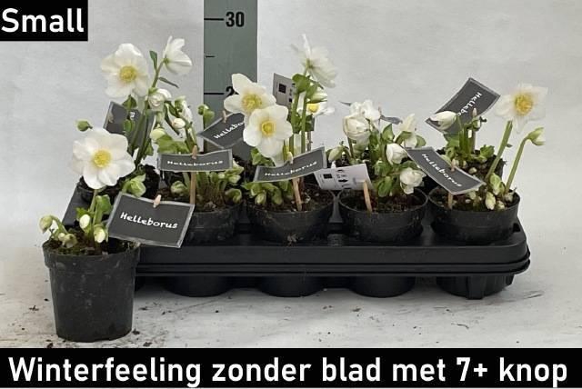 <h4>HELL NI WINTER FLEUR</h4>