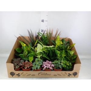 Planten Groen   ...mix 24