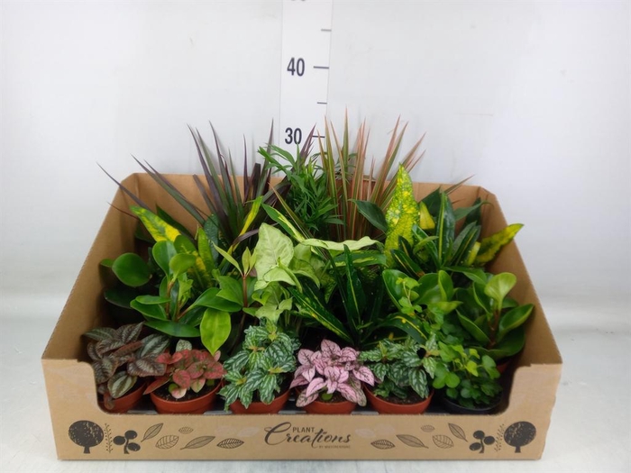 <h4>Planten Groen   ...mix 24</h4>