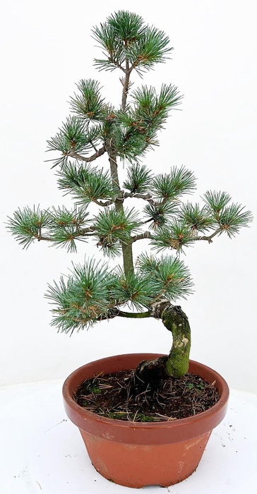 <h4>pinus pentaphylla parviflora</h4>