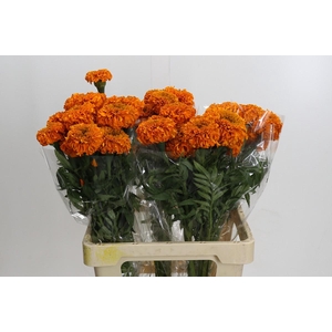 Tagetes Marigold Promise Orange