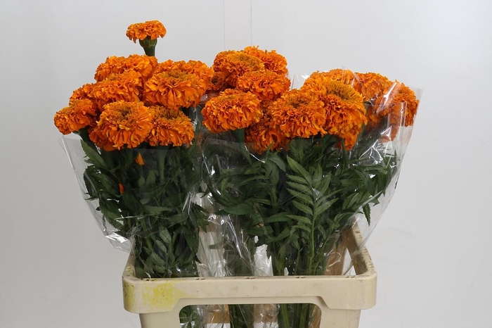 <h4>Tagetes Marigold Promise Orange</h4>