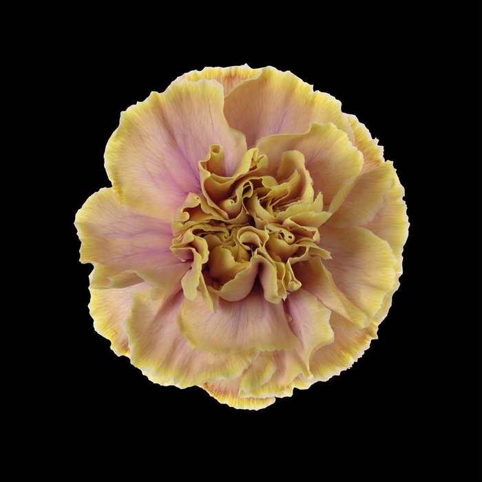 <h4>Dianthus St Purple Rain</h4>