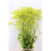 Angelica Gigas Yellow 170cm Supers