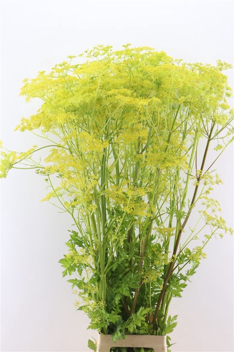 <h4>Angelica Gigas Yellow 170cm Supers</h4>