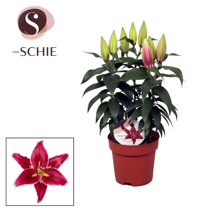 Lilium Or Magny Cours 17cm