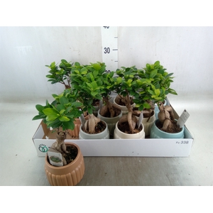 Ficus microcarpa 'Ginseng'