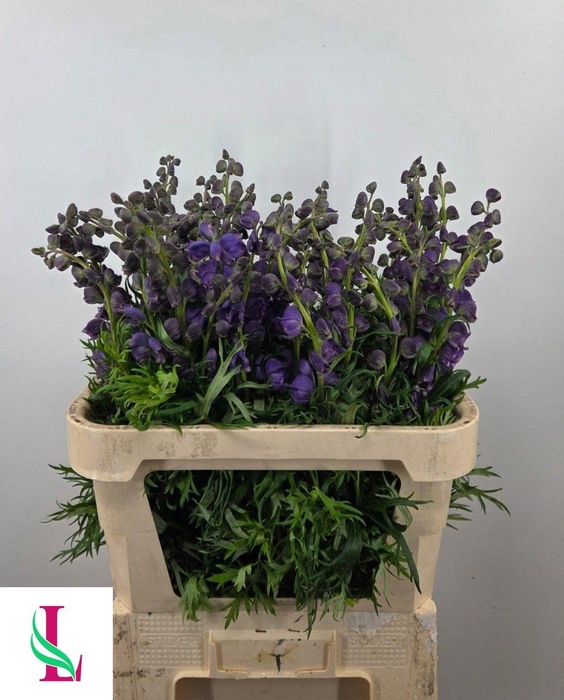 <h4>ACONI NA PYRAMIDALE</h4>