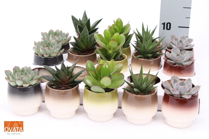 <h4>SUCC GEM 5 SRT</h4>