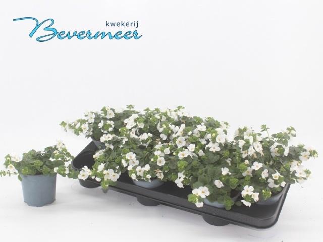 <h4>SUT BIG WHITE FALLS</h4>