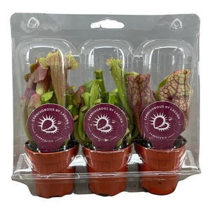 Sarracenia mix 5,5 cm, 3 stuks in transparante blister