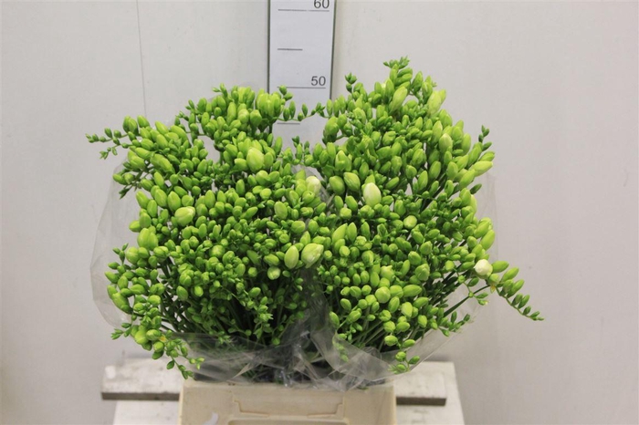 <h4>Fr Du Volante</h4>