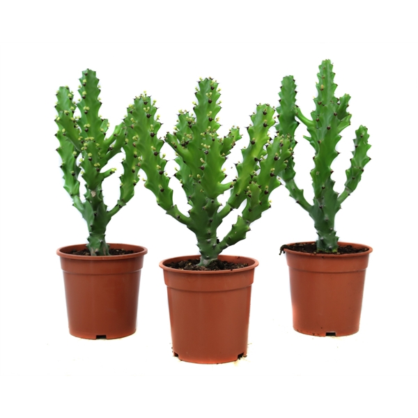 <h4>Euphorbia mayuranthanii 21 cm</h4>