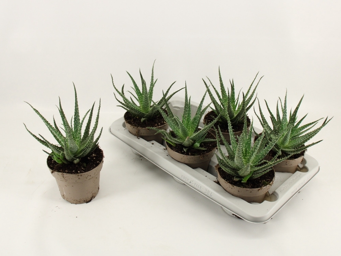 <h4>ALOE ARBORESCENS</h4>