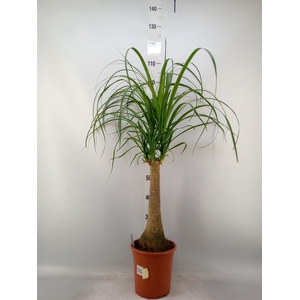 Beaucarnea recurvata